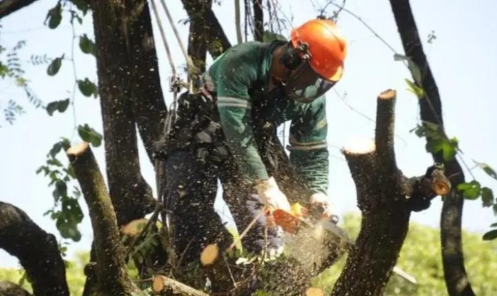 Fila de espera por poda ou remoção de árvores chega a um ano e meio