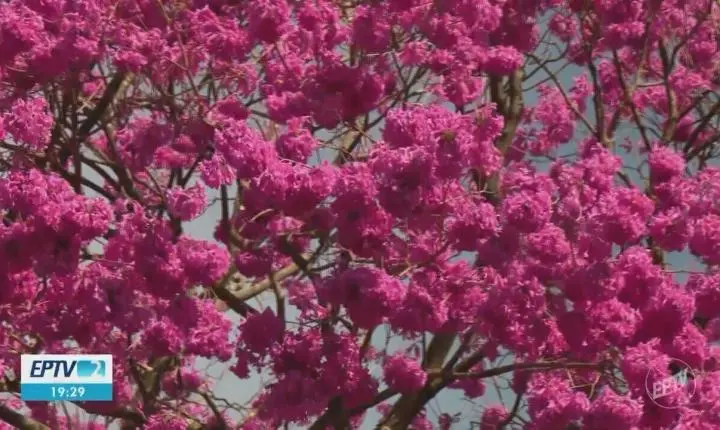 Florada de ipê-rosa transforma a paisagem urbana durante o inverno