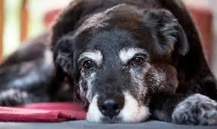  Frio aumenta o desconforto de cães e gatos com doenças articulares