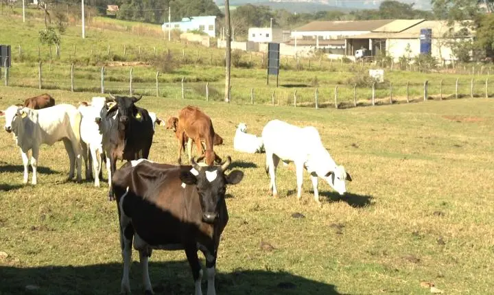 Furto de animais gera prejuízo de R$ 110 mil no interior de SP