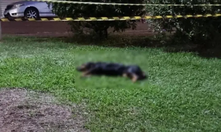 Guarda Municipal dispara contra cão para interromper ataque em Ibaté