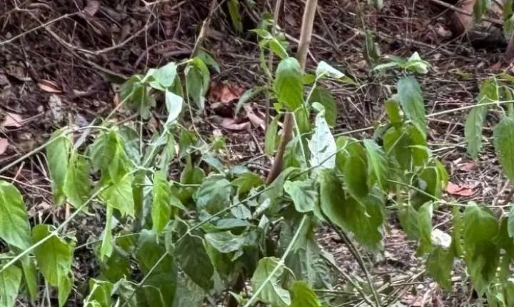 Polícia Civil investiga morte suspeita em Ibitinga após achado de cadáver