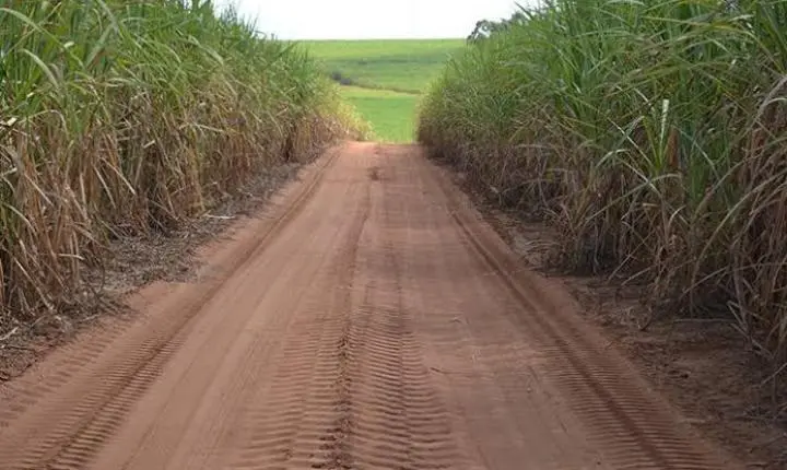 Idoso é encontrado sem vida em canavial de Ibaté; morte é investigada
