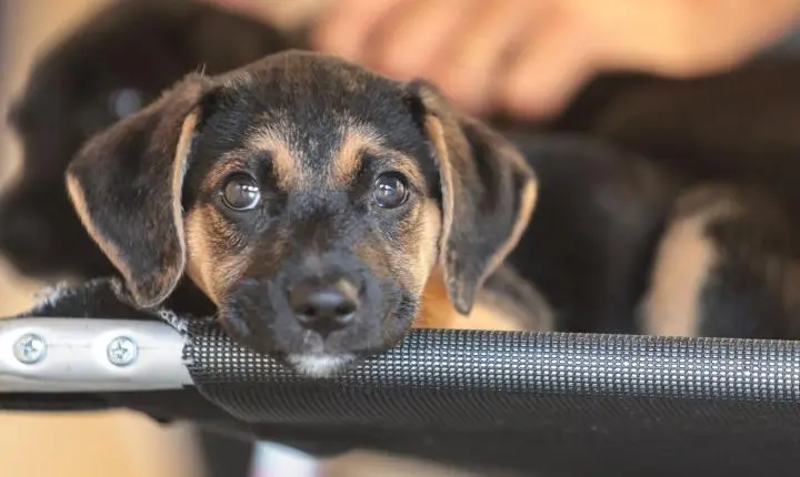 Mapa lança consulta pública sobre medicamentos veterinários genéricos e similares