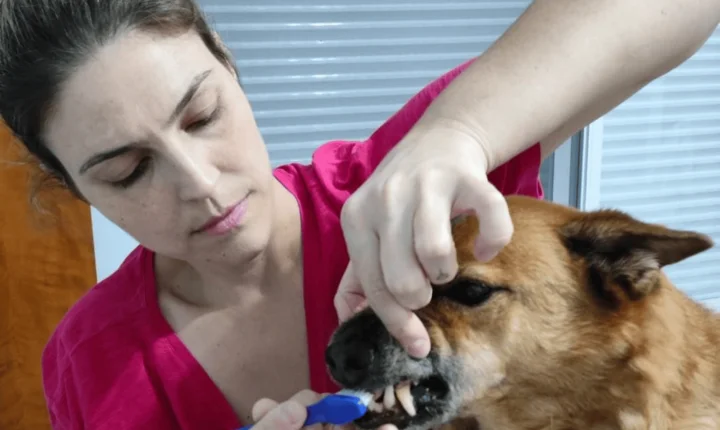 Mau hálito, dificuldade para comer e perda de peso podem indicar doenças na boca dos pets