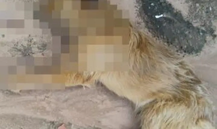 Novos casos de envenenamento de cães geram medo e revolta no bairro Ipê Mirim