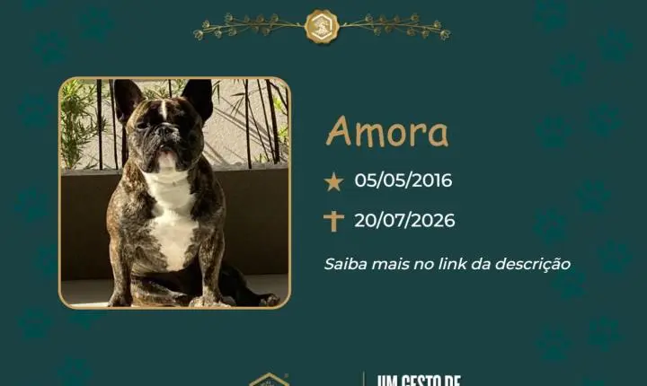 O Grupo Sinsef se despede da Amora