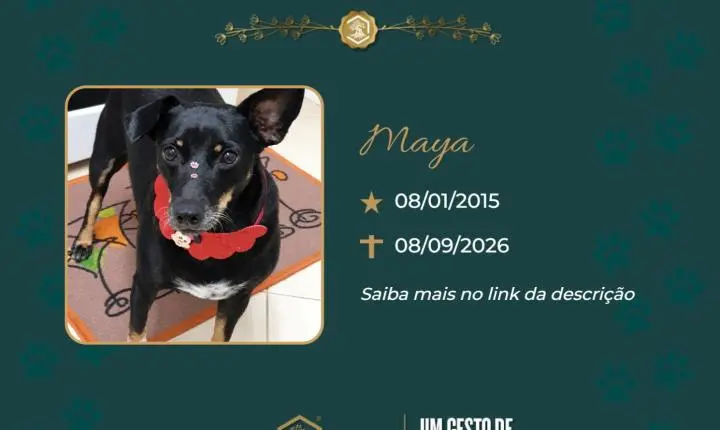 O Grupo Sinsef, se despede da Maya
