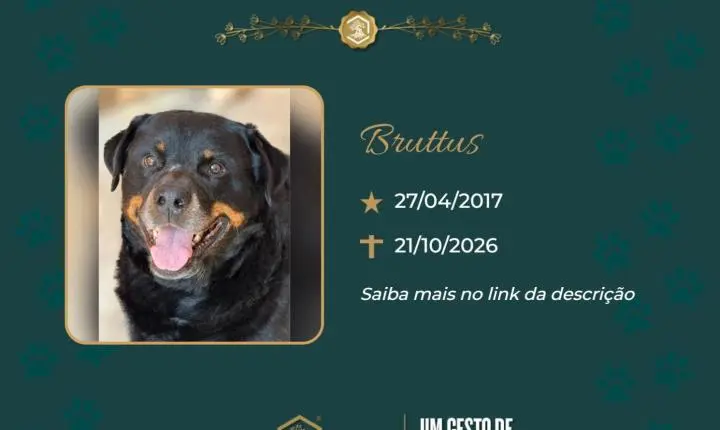 O Grupo Sinsef se despede de Bruttus