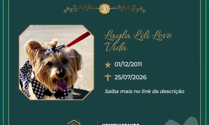 O Grupo Sinsef se despede de Layla Lili Love Vida