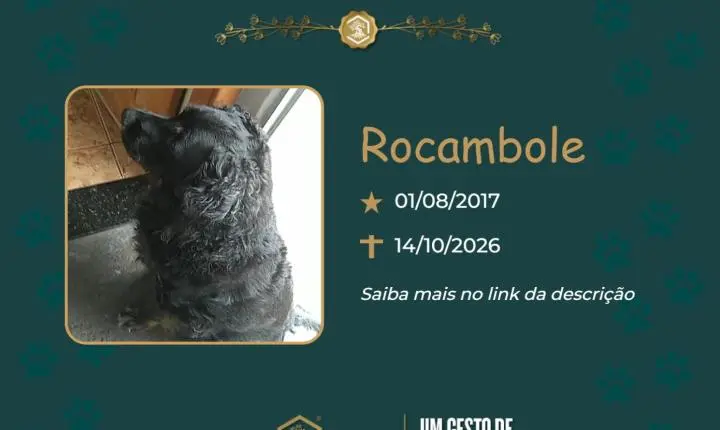 O Grupo Sinsef se despede de Rocambole