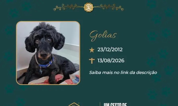 O Grupo Sinsef se despede do Golias