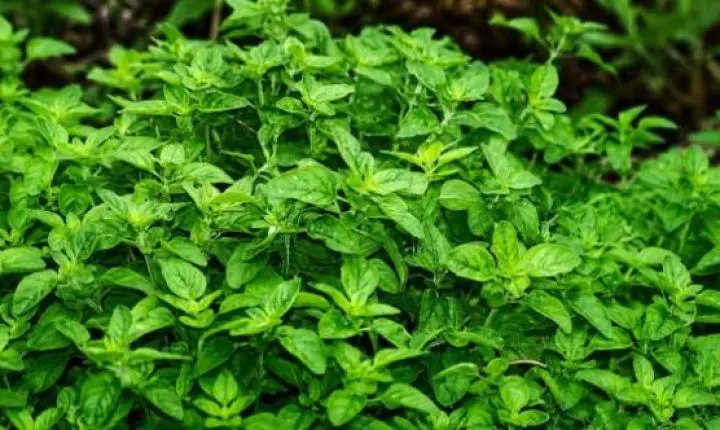Oficina ensina cultivo de ervas medicinais e aromáticas em Araraquara