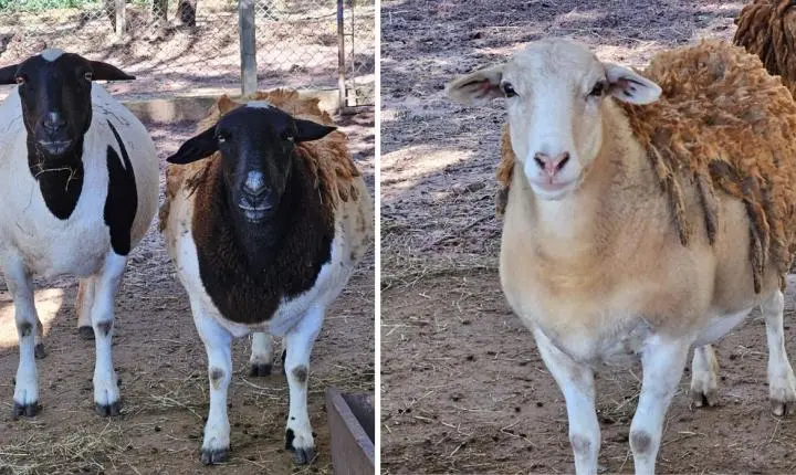 Furto de ovelhas em parque ecológico mobiliza autoridades no interior de SP