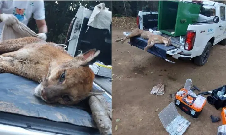 Onça-parda ferida por tiro é resgatada no interior de SP