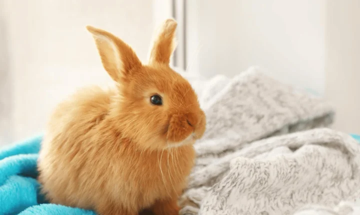  Outono chega e acende alerta para a saúde dos pets