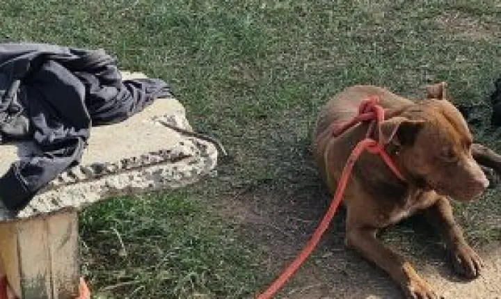 Pit bull agressivo é capturado em Ibaté após causar pânico em moradores