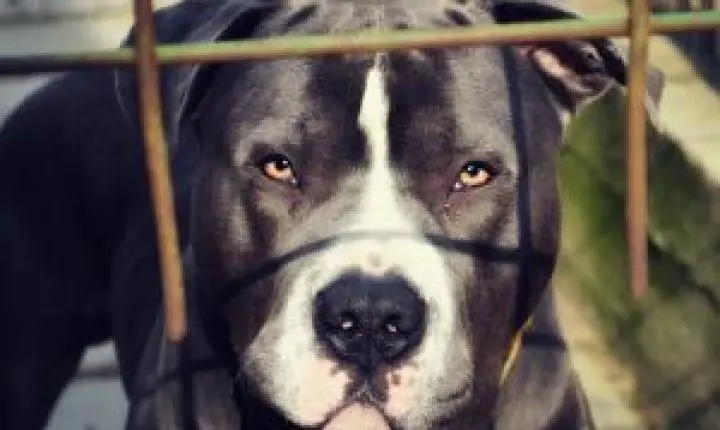 Ataque de pitbull em São Carlos: família relata medo e insegurança após morte de cão doméstico