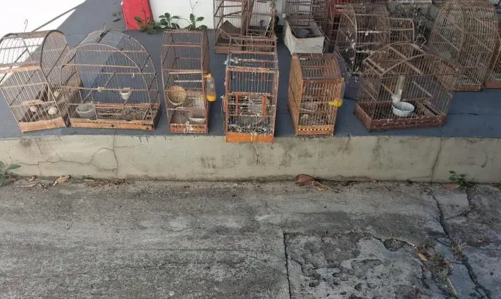 Polícia Ambiental encontra 60 animais em fiscalizações e aplica R$ 85,5 mil em multas