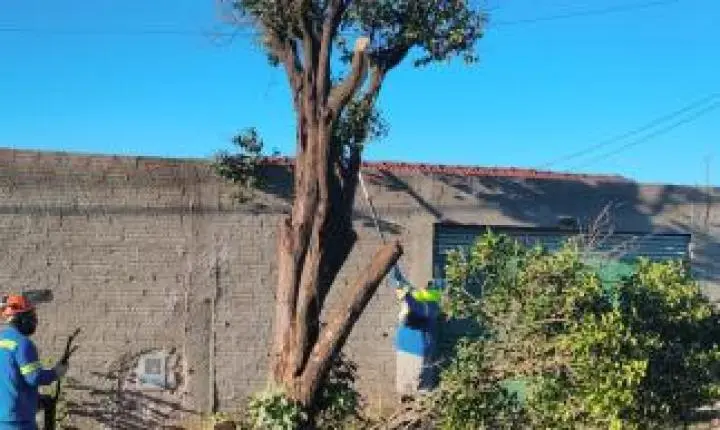 Araraquara intensifica ações de segurança e manejo da arborização urbana