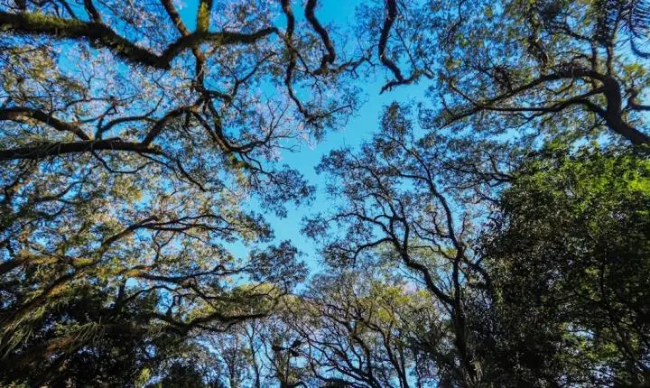 Câmara solicita detalhes sobre a execução do Programa Adote o Verde na cidade