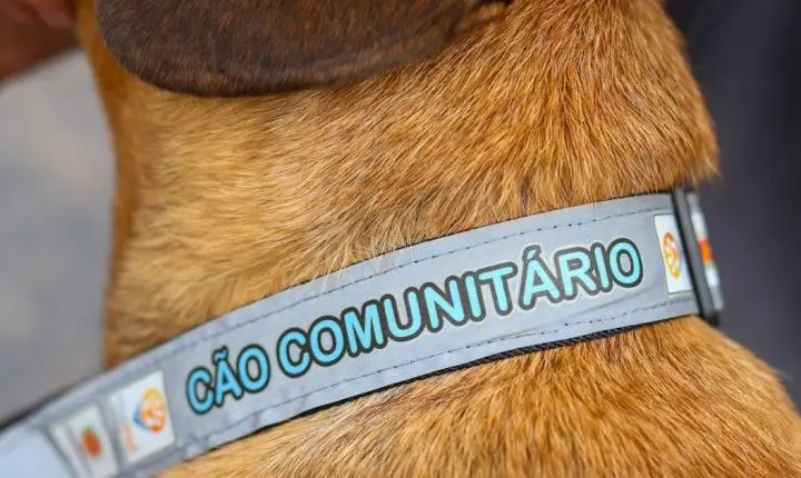 Nova proposta sugere uso de coleiras refletivas para cães comunitários em Araraquara