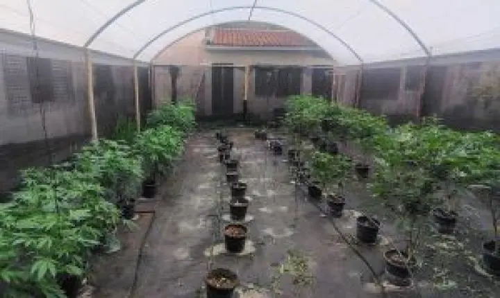 Psicólogo e agrônomo são presos por cultivo de maconha em São Carlos