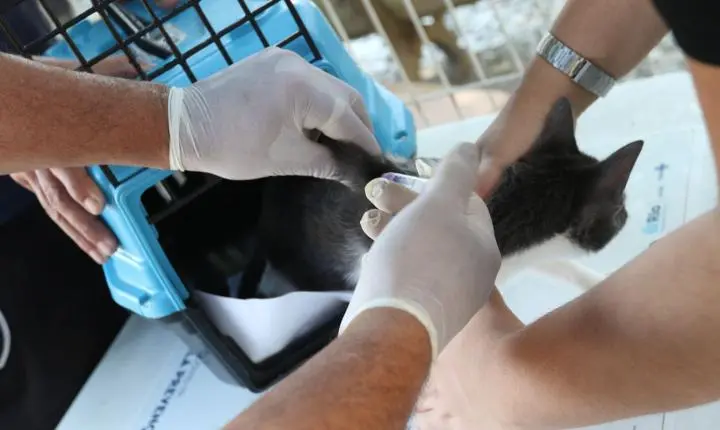 Rio de Janeiro confirma caso de raiva animal após contato com morcego