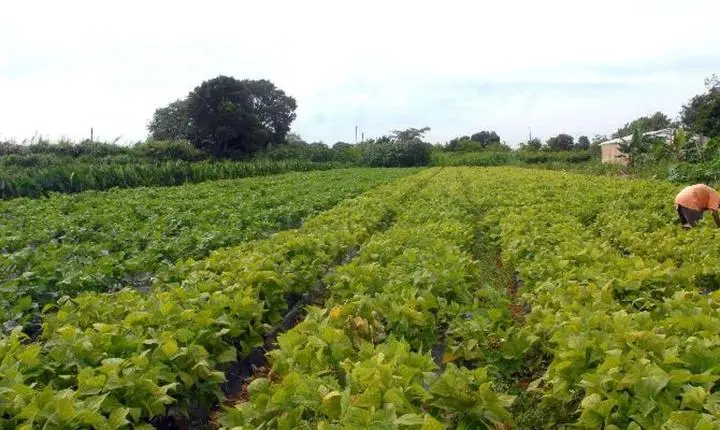 Governo libera crédito extraordinário de R$ 64,3 milhões para fome e indígenas