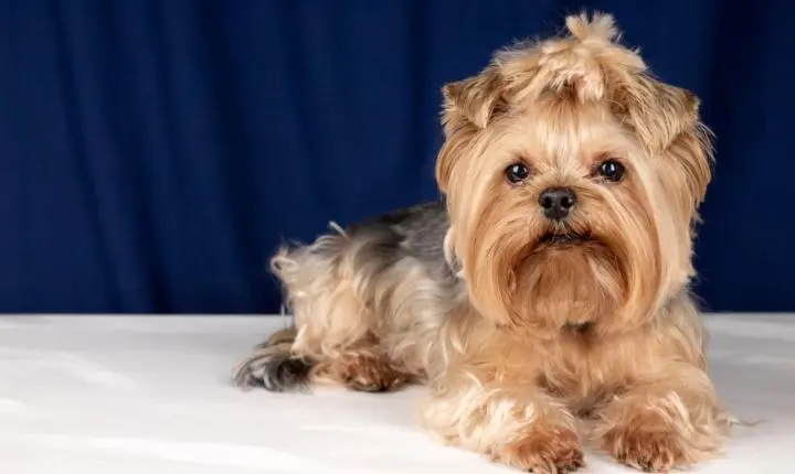 Shih Tzu mini existe? Entenda o que o termo significa antes de escolher um filhote