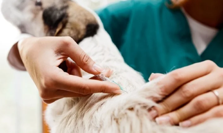  Vacinação antes do frio ajuda a proteger cães e gatos contra gripe