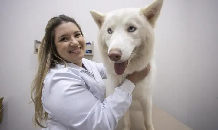 Vai ter um cachorro pela primeira vez? Veja o que preparar antes de levar o pet para casa