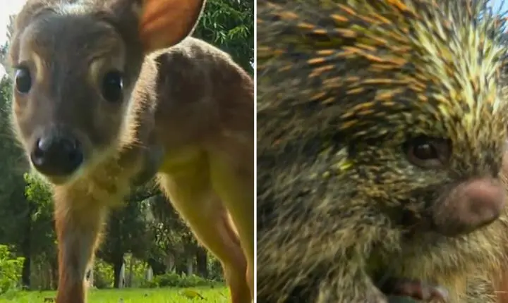 ONG de SP cuida de animais silvestres como veado ferido e ouriço