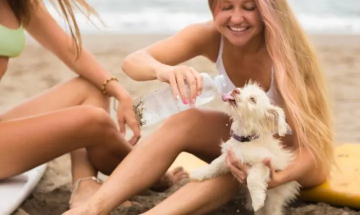 Verão chegando: como proteger seu pet do calor, da areia e da água salgada