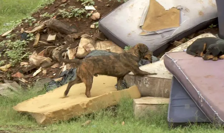 Cães vivem abandonados em aterro sanitário localizado no interior de São Paulo