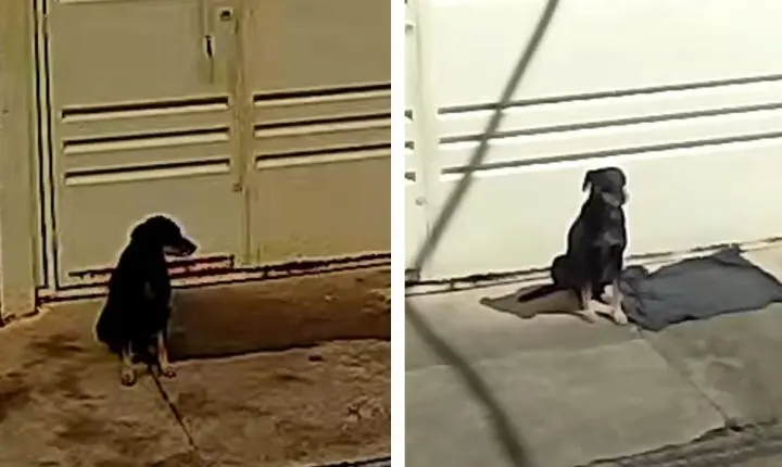 Cão abandonado em Araraquara (SP) encontra novo lar após espera de quatro dias