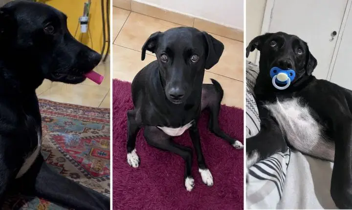 Cão Pitoco, de Araraquara, se torna um fenômeno viral com milhões de visualizações