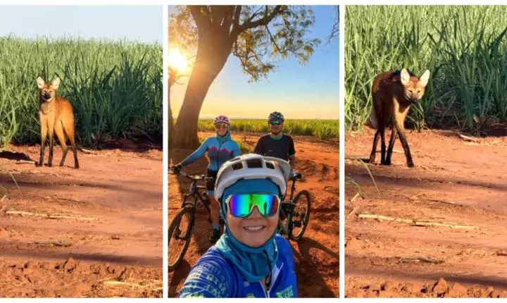 Lobo-guará surpreende ciclistas em canavial no interior de São Paulo