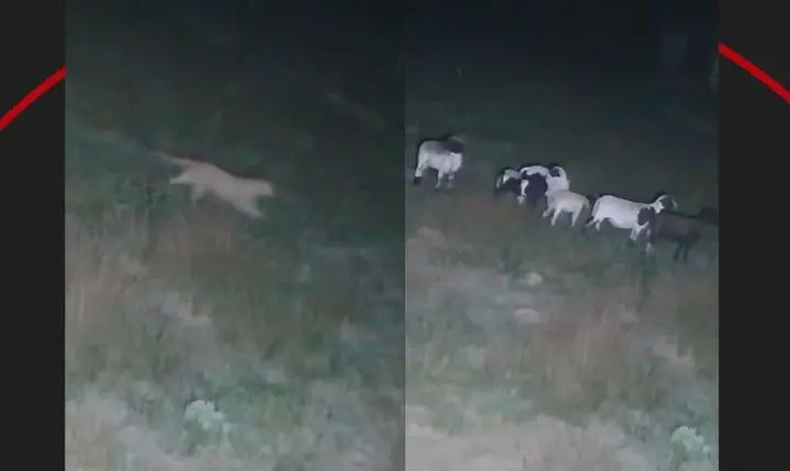 Onça-parda é flagrada tentando atacar carneiros em propriedade rural de SP