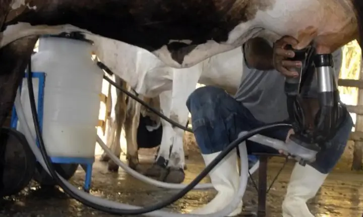 Produção de leite atinge patamar recorde no país com alta na produtividade